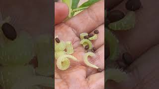 amazingfacts farming gardening botanyplantsplant biology flora amazing plants [upl. by Perrine]