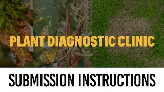 MU Plant Diagnostic Clinic Sample Submission Instructions [upl. by Nelly]