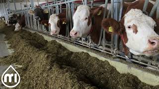 Impulse Air on a Milking Robot Milker in Germany [upl. by Mccready74]