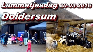 Lammetjesdag Schaapskooi Doldersum 20 03 2016 [upl. by Patrizia576]