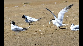 sandwich terns seen on hengistbury head in Dorset shorts birds wildlife whitethroatedkingfisher [upl. by Aseena]