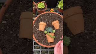 Succulent propagation 🌿succulent succulentpropagation shortsfeed youtube shorts indoorplants [upl. by Kotta]