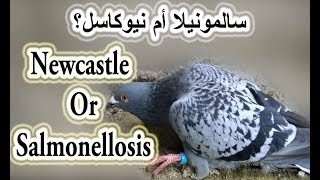 مرض السالمونيلا او النيوكاسل عند الحمام  Newcastle Or Salmonella disease [upl. by Renata]