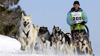 So jagen Schlittenhunde über die WMLoipe in Bernau [upl. by Queenie]