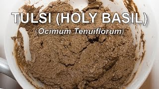 Tulsi Holy Basil for Natural Hair [upl. by Adnot839]