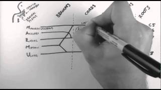 Brachial Plexus [upl. by Ogaitnas770]