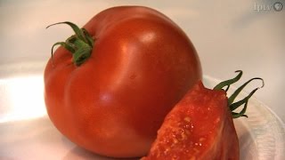 Best Tasting Tomato  Iowa State Fair 2014 [upl. by Akinat]