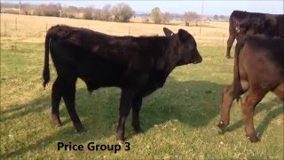 Registered Brangus Bull Calves 411 months [upl. by Cheslie91]