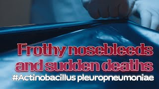 8 Frothy nosebleeds and sudden deaths  Actinobacillus pleuropneumoniae  VAC과사전 [upl. by Sajovich81]