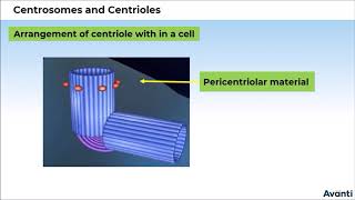 6 11B085 CV3 Centrosomes and Centrioles [upl. by Aikaz]