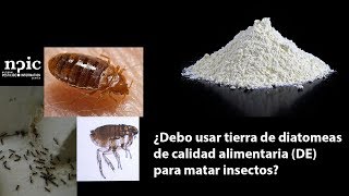 ¿Debo usar tierra de diatomeas de calidad alimentaria DE para matar insectos [upl. by Ativel]