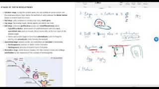 Memory Trick How to Remember the Stages of Tooth Development  Embryology [upl. by Saraiya998]