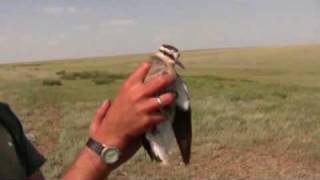 Sociable Lapwing Tracking  RSPB Video [upl. by Atteloc]