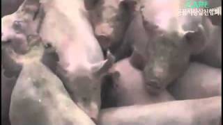 WARNING GRAPHIC IMAGES About 1 Million Pigs Buried Alive in South Korea [upl. by Nnazil]