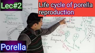 life cycle  reproduction in porella [upl. by Truda456]