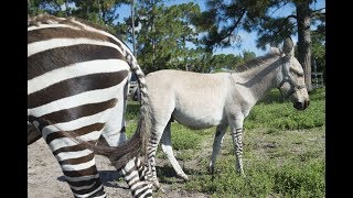 Video Zany the zonkey bonds with zebra mother [upl. by Aisatsana736]