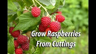 How To Grow Raspberry Bushes From Cuttings Easy and Free [upl. by Nah962]