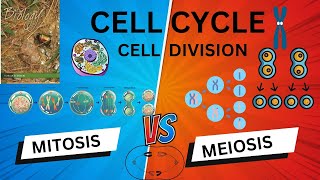 Cell Cycle and Cell Division l NCERT LINE l QUICK REVISION l neetncertbiology [upl. by Gosnell657]