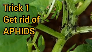 Treating Aphids in chilli plants  Tip no1 [upl. by Norman]