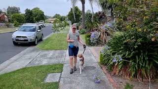 Essential basenji puppy training  ignoring other dogs on walks [upl. by Airdnazxela]