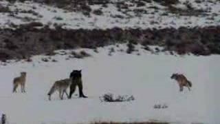 Coyotes Defend Their Den From a Wolf [upl. by Archy]