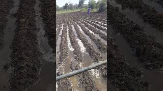 Furrow irrigation system auto agricultural systemneemuch agriculture [upl. by Zedecrem]