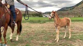 Ponying Ranger the sassy feral foal [upl. by Aicekal]