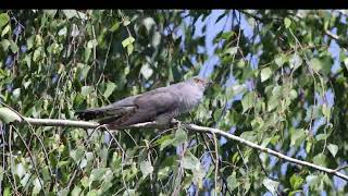 Kukułka Cuculus canorus The cuckoo  CzechowiceDziedzice [upl. by Pratte]