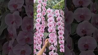 COLLECTIONS OF ORCHIDS singapore NATIONAL ORCHID GARDENmulticolours [upl. by Adnilg]