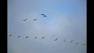 Migration 27102024 [upl. by Pickar]