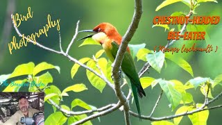 Chestnutheaded BeeEater Merops leschenaulti  Amazing Birds of Thailand Huahin birds nature [upl. by Kcirde796]