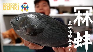 街市︱機緣巧合下買到了一條 極品冧蚌 味道是怎樣的呢？ 冧蚌 黑毛 メジナ Girella punctata 斑魢 瓜子鱲 悶仔 [upl. by Neirual429]