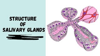 Structure of Salivary Glands [upl. by Zetram952]