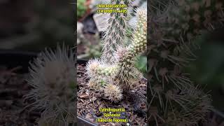 Cylindropuntia Spinosior Rabo de Raposa lojamarabagarden cactosraros opuntia plantas [upl. by Gardner]