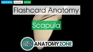 Scapula  Flashcard Anatomy [upl. by Bbor]