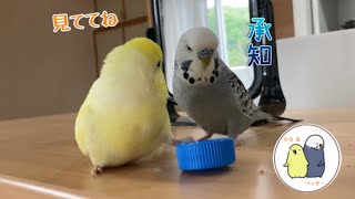 キャップが苦手だったインコが年上ジャンボを指導するまでになってた [upl. by Armando570]