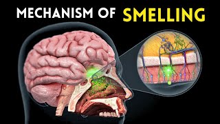 Mechanism of Smelling 👃 Learn Biology With Musawir [upl. by Airreis267]