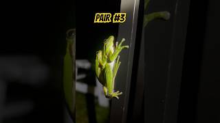 Tree Frogs Mating Everywhere 🐸 frog wildlife nature shorts [upl. by Polky]