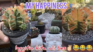 My Happiness 💕 Gymnocalycium Collection🤍 [upl. by Yllac]