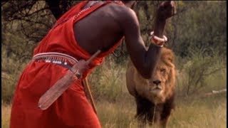 Masai in Kenya kills a big male lion with their spears [upl. by Killam]