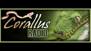 Episode 27  Corallus hortulanus breeding Corallus Radio Video [upl. by Christan]