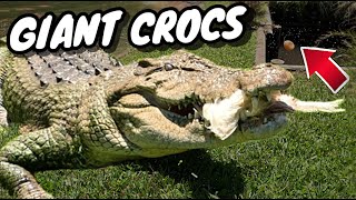 Dangerous Giant Crocodiles Eating whole Prey [upl. by Onra]