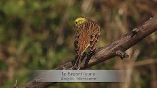 les oiseaux de lautomne [upl. by Groot]