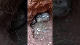 Taking a Peek at Burrowing Owl Chicks  ViralHog [upl. by Lindie]