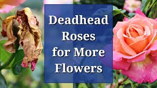 Deadhead Roses for More Flowers [upl. by Ilecara]