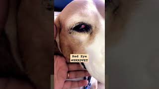 Understanding Red Eye amp Slightly Prolapsed Nictitating Membrane in Dogs Shorts SKRDVET NoCherry [upl. by Delfine]