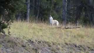 Howling coyotes in Yellowstone [upl. by Lokkin]