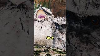 🐸 Frogmouths Masters of Camouflage wildlife animals [upl. by Ylek848]