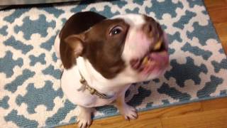 Bosco the Boston Terrier Eats Peanut Butter For The First Time [upl. by Rouvin]