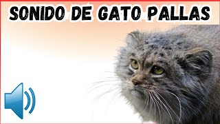 Sonido de Gato Pallas [upl. by Riha]